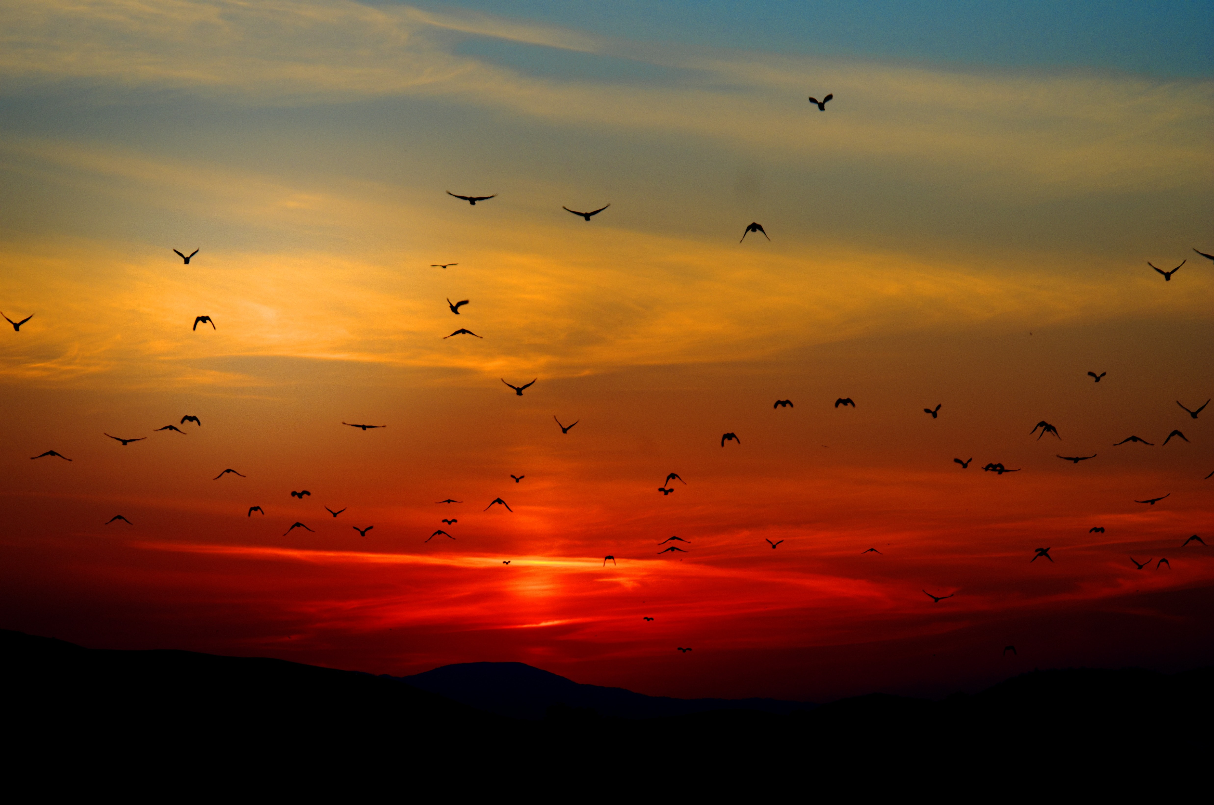 Birds in free flight during a Sunrise